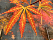 - Acer shirasawanum 'Bronze Age' Bronze Full Moon Japanese Maple - Mr Maple │ Buy Japanese Maple Trees