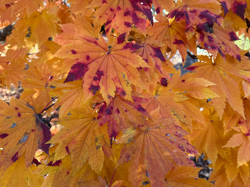 Acer japonicum 'Vitifolium' Large Leaf Full Moon Japanese Maple