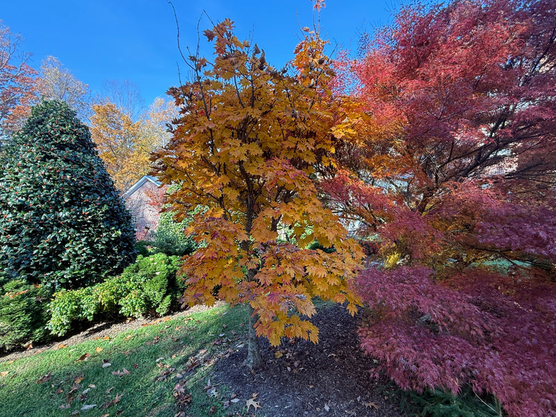 Acer japonicum 'Taki no gawa' Full Moon Japanese Maple