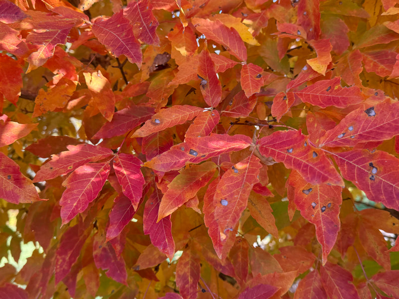 Acer triflorum 'Aureum'