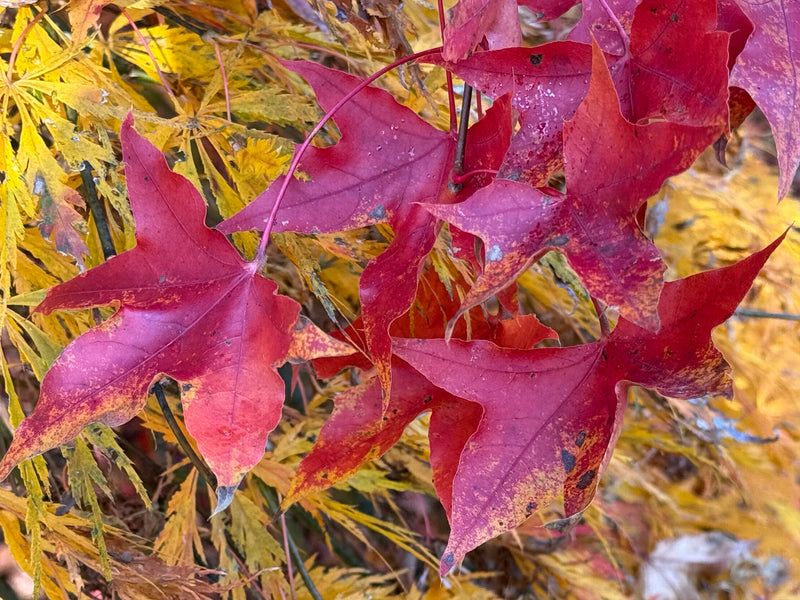 Acer truncatum 'Fire Dragon' Shantung Maple