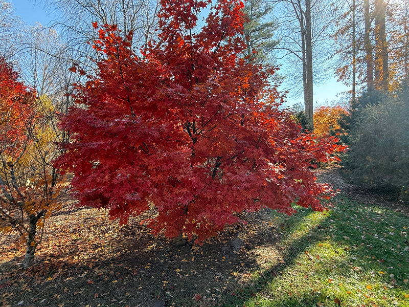Acer palmatum 'Mon zukushi' Japanese Maple