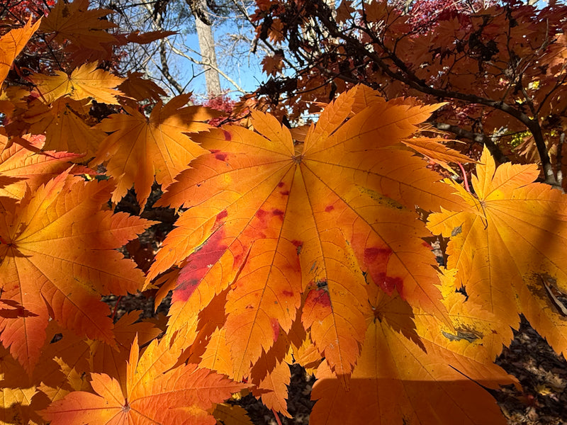 Acer japonicum 'Vitifolium' Large Leaf Full Moon Japanese Maple