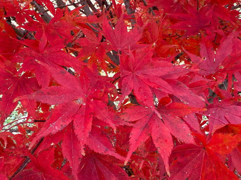 Acer palmatum 'Ed Carmine' Rare Japanese Maple