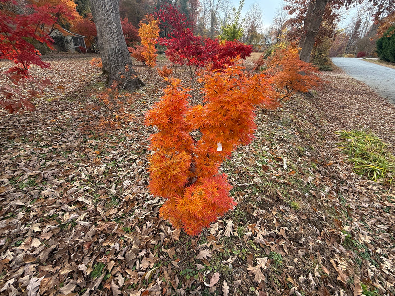 Acer palmatum 'Holy Sister Lucia' Japanese Maple