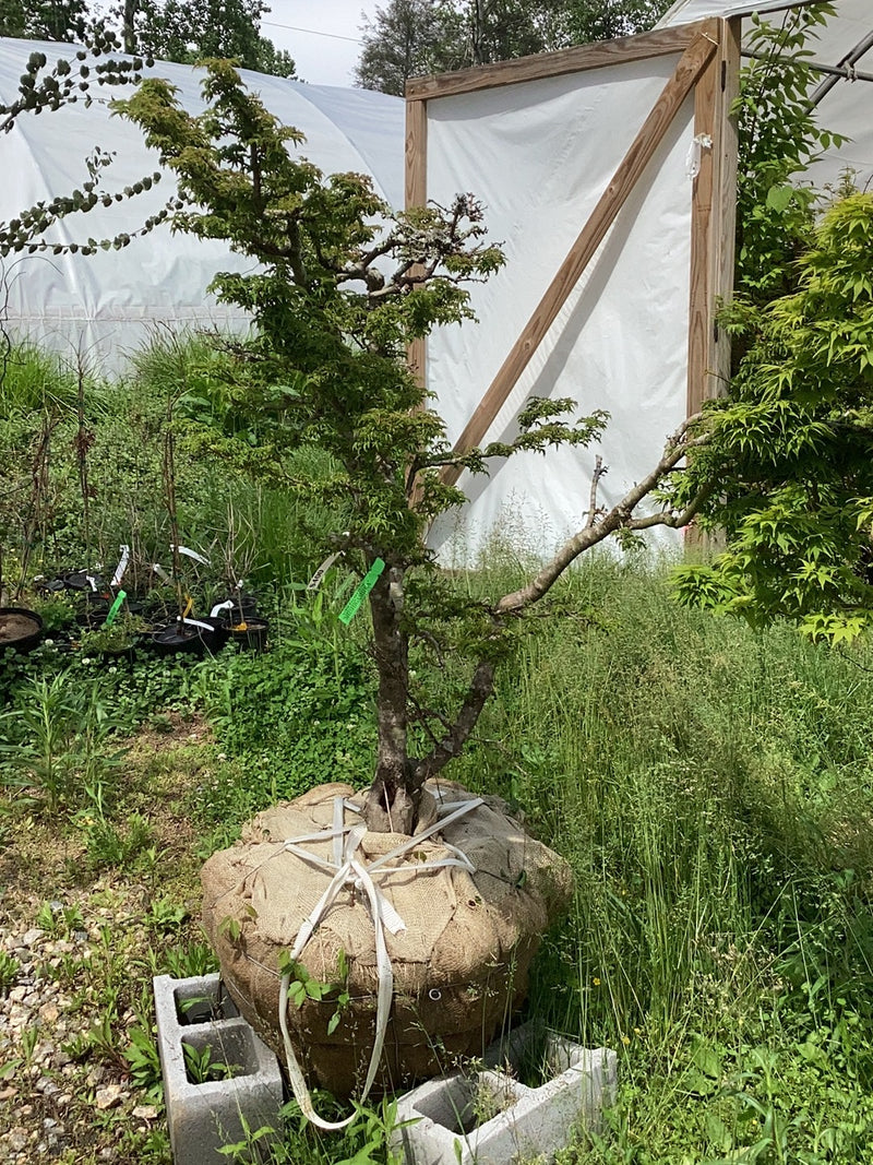 - FOR PICKUP ONLY | Acer palmatum 'Shishigashira' Lion's Head Japanese Maple | DOES NOT SHIP - Mr Maple │ Buy Japanese Maple Trees