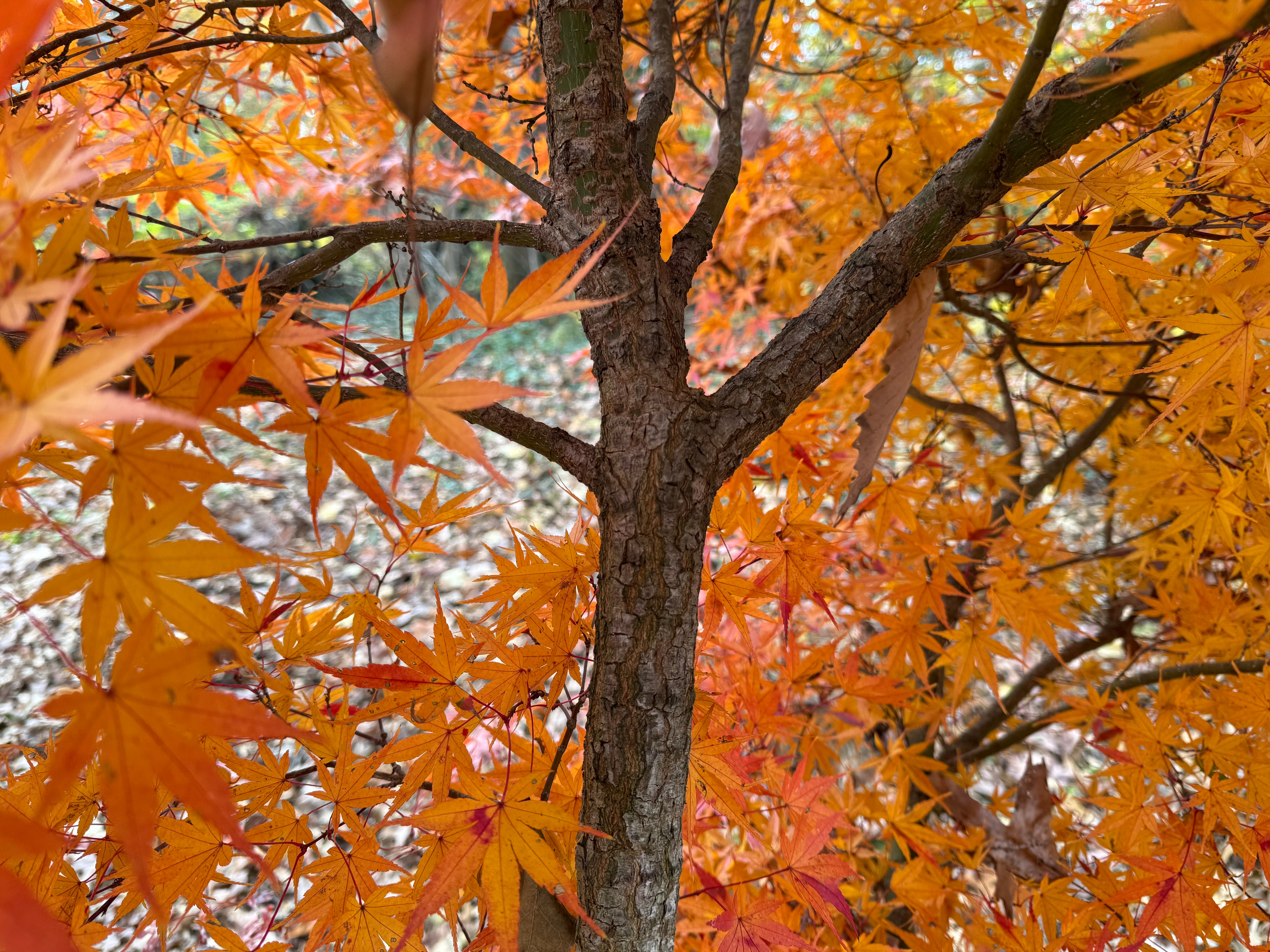 Buy Acer palmatum Alans Gold Pinebark Japanese Maple — Mr Maple