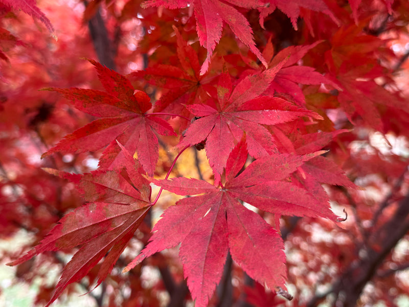 Acer palmatum 'Ed Carmine' Rare Japanese Maple