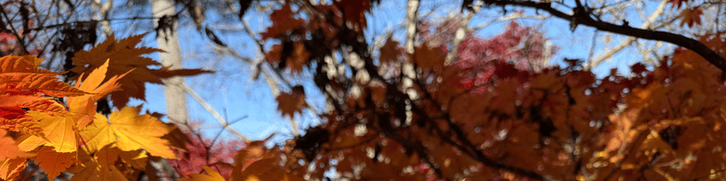 Acer japonicum 'Vitifolium' Large Leaf Full Moon Japanese Maple