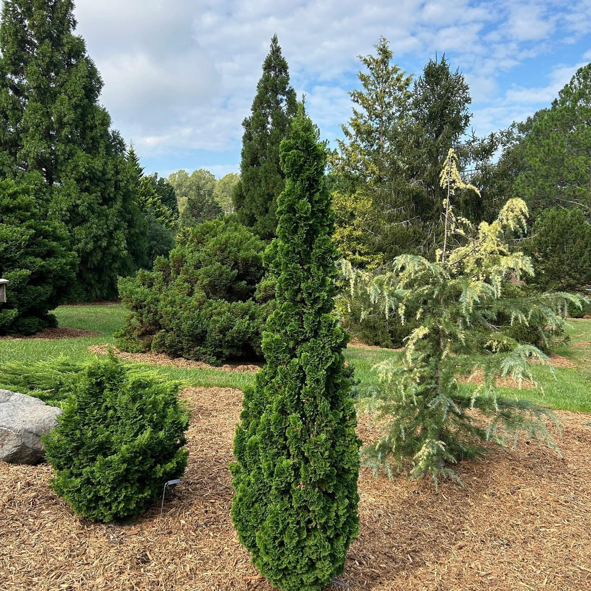極美品son of the cheeseダークフォレスト柄JKTサイズM 大きめ Buy Thuja occidentalis 'Amber Ghost' Eastern Arborvitae — Mr Maple