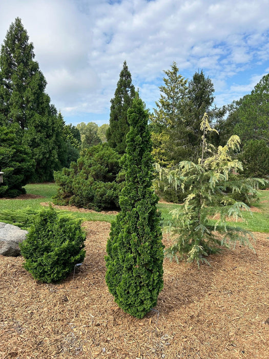 Thuja occidentalis 'Brobeck's Tower' Emerald Arborvitae