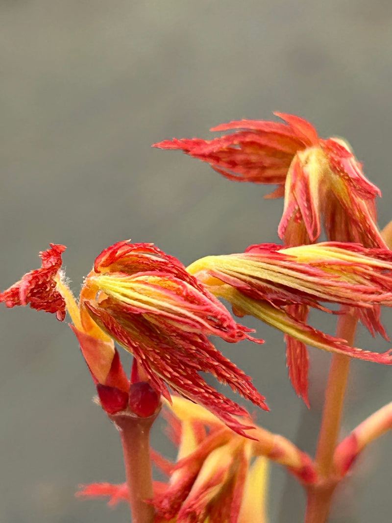 Acer palmatum 'La Diabla' Japanese Maple