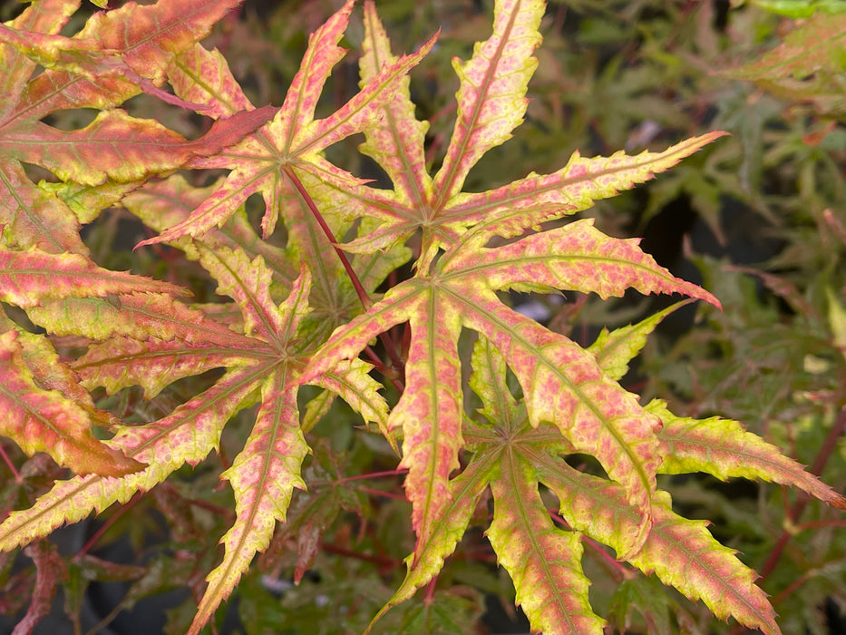 Acer palmatum 'Fred's Wild Dream' Japanese Maple