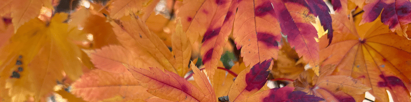 Acer japonicum 'Vitifolium' Large Leaf Full Moon Japanese Maple