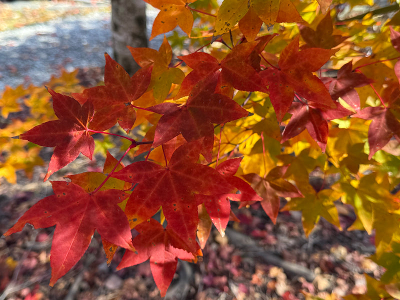 Acer olivaceum Rare Chinese Olive Maple