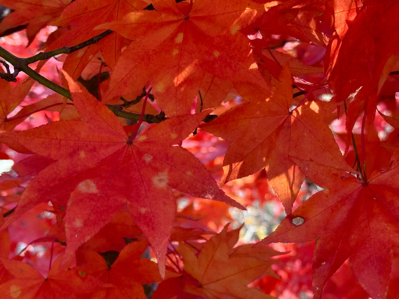Acer palmatum 'Mon zukushi' Japanese Maple