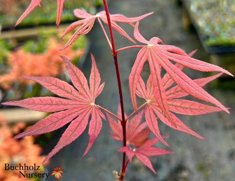 Acer palmatum 'Martha Ghost' Japanese Maple