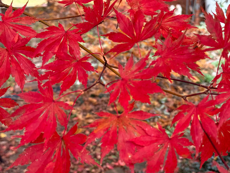 Acer palmatum x shirasawanum ‘Trompenburg' Japanese Maple