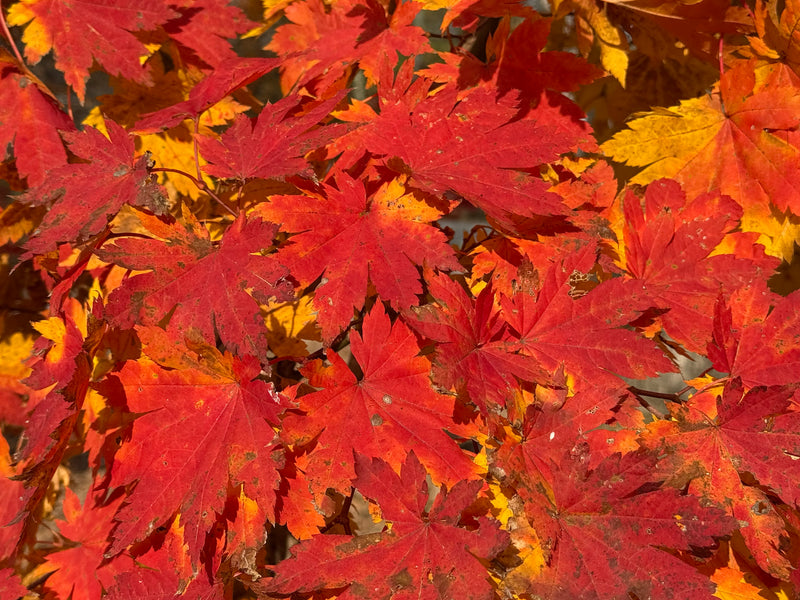 Acer sieboldianum 'Ookisha' Japanese Maple