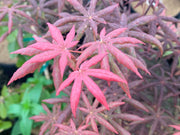 - FOR PICK UP ONLY | Acer palmatum 'Peve Starfish' Japanese Maple | DOES NOT SHIP - Mr Maple │ Buy Japanese Maple Trees