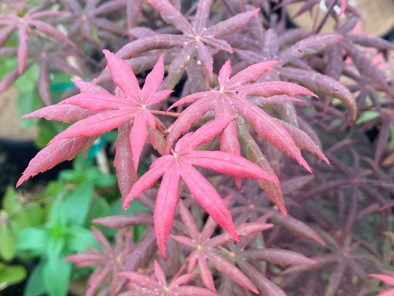 - FOR PICK UP ONLY | Acer palmatum 'Peve Starfish' Japanese Maple | DOES NOT SHIP - Mr Maple │ Buy Japanese Maple Trees