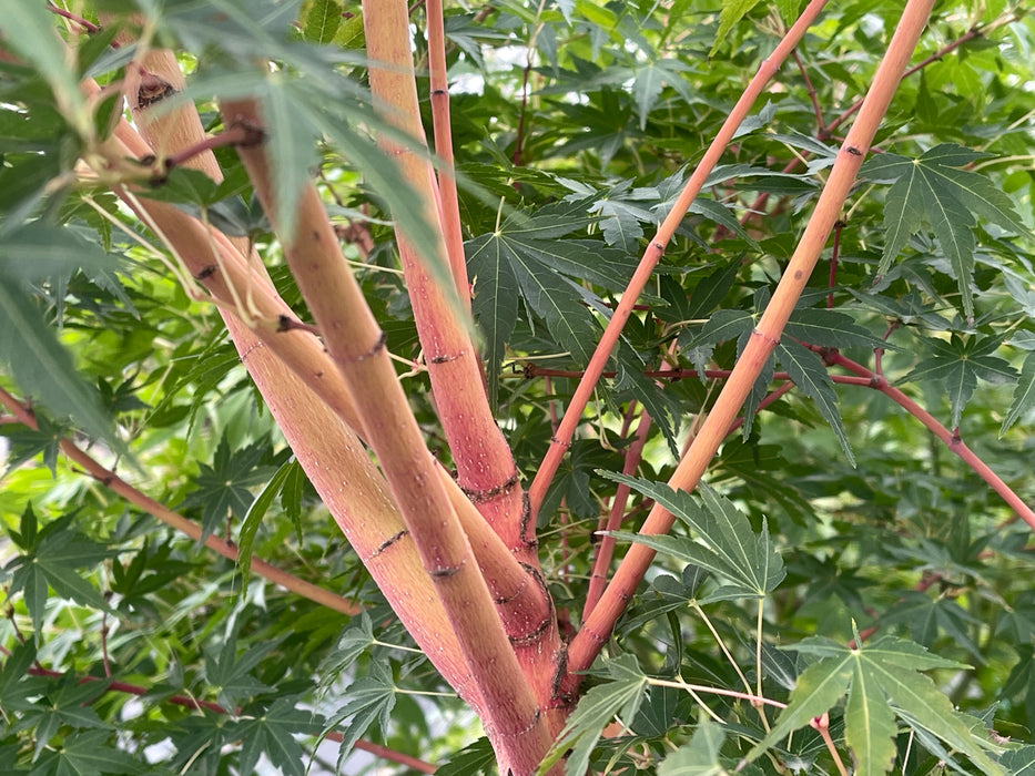 Acer palmatum 'Ji jiao' Orange Coral Bark Japanese Maple