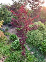 - FOR PICK UP ONLY | Acer palmatum 'Peve Starfish' Japanese Maple | DOES NOT SHIP - Mr Maple │ Buy Japanese Maple Trees