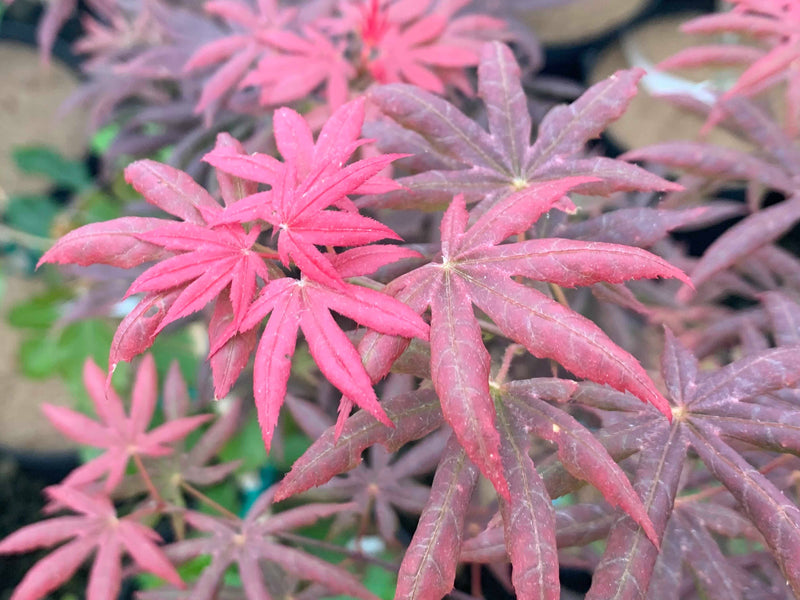 - FOR PICK UP ONLY | Acer palmatum 'Peve Starfish' Japanese Maple | DOES NOT SHIP - Mr Maple │ Buy Japanese Maple Trees