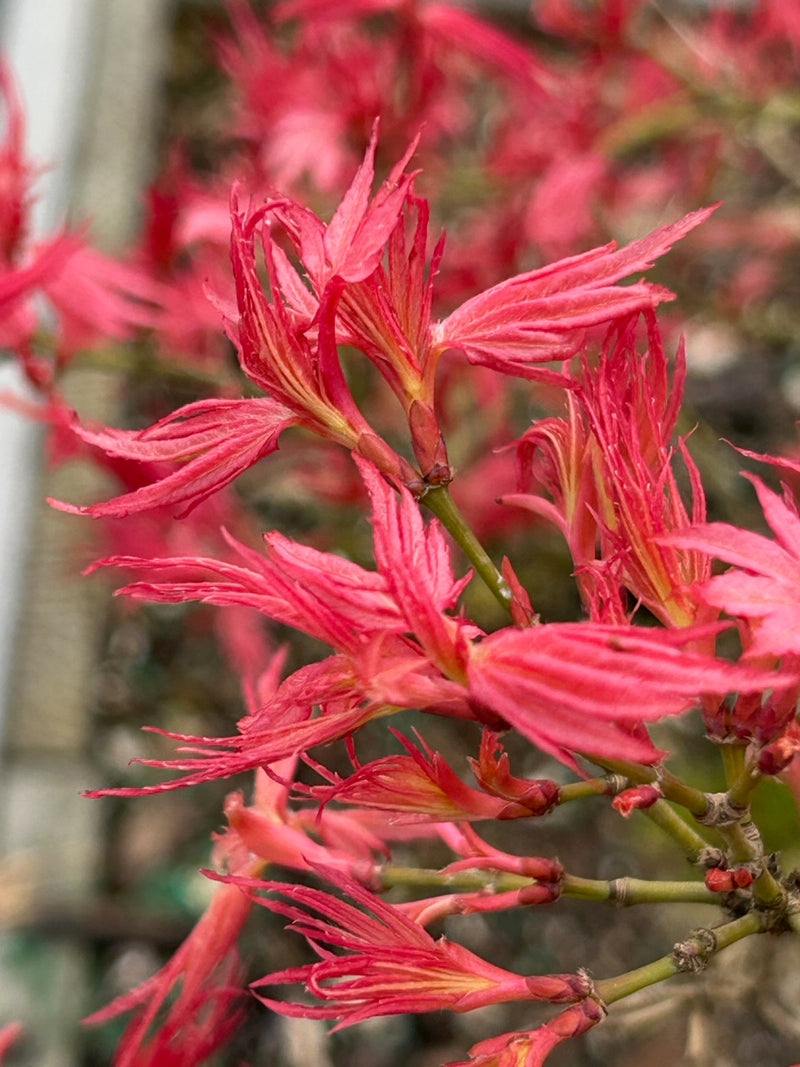 Acer palmatum 'Pink Panther' Japanese Maple