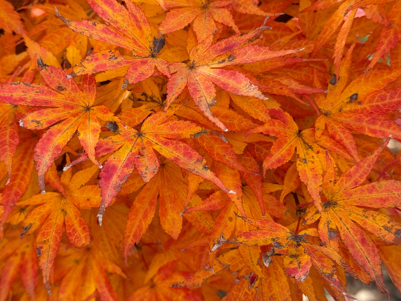 Acer palmatum 'Holy Sister Lucia' Japanese Maple