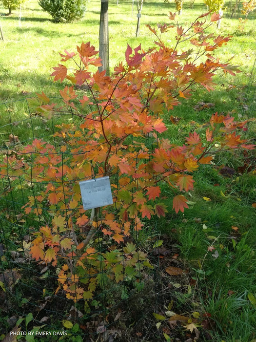 FOR PICK UP ONLY | Acer tenuifolium Full Moon Japanese Maple | DOES NOT SHIP