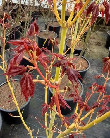 Buy Acer oliverianum 'Hot Rod' Japanese Maple — Mr Maple │ Buy