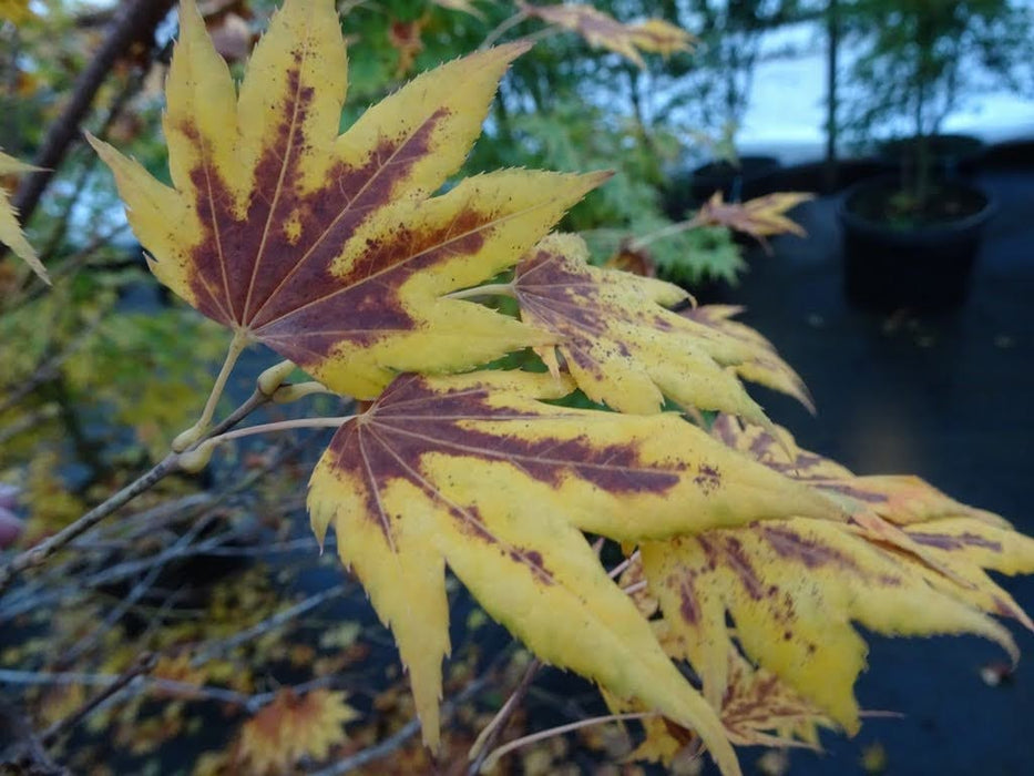 Acer shirasawanum 'Plum Wine' Japanese Maple