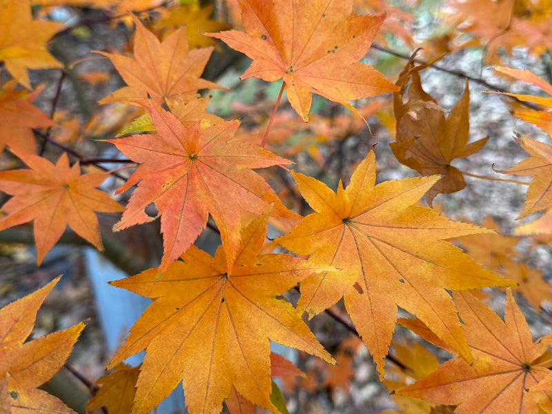 Acer robustum Rare Chinese Maple
