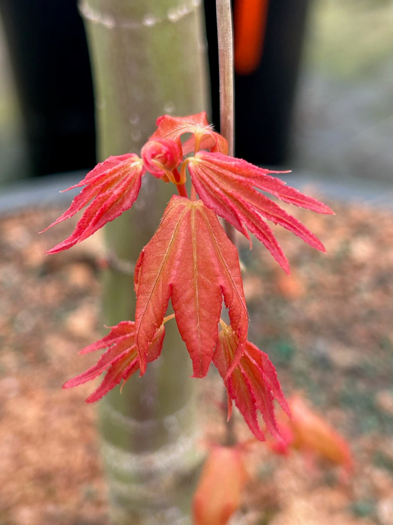 Acer palmatum 'Pink Panther' Japanese Maple