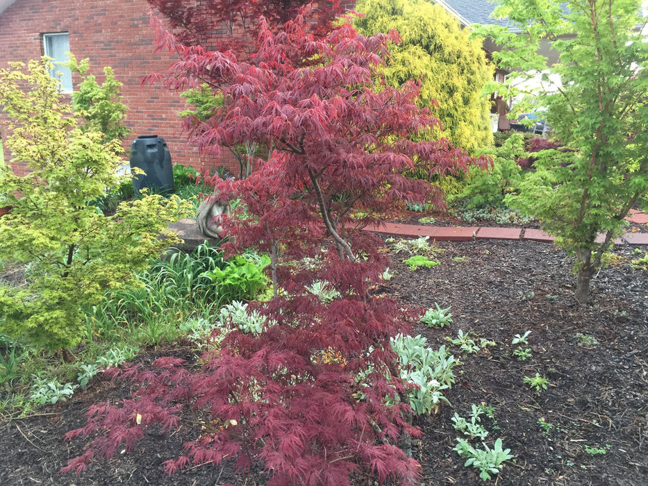 FOR PICKUP ONLY | Acer palmatum 'Lionheart' Japanese Maple | DOES NOT SHIP