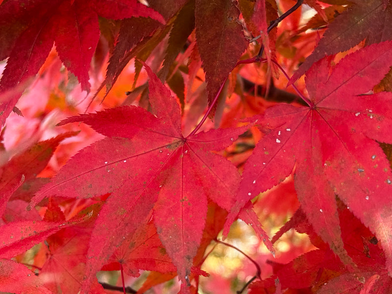 Acer palmatum 'Red Spray' Japanese Maple
