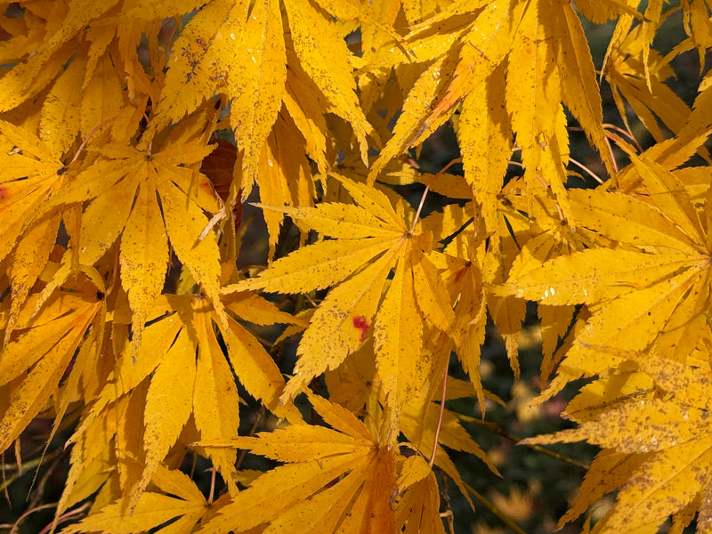 Acer palmatum 'Shiraname' Japanese Maple