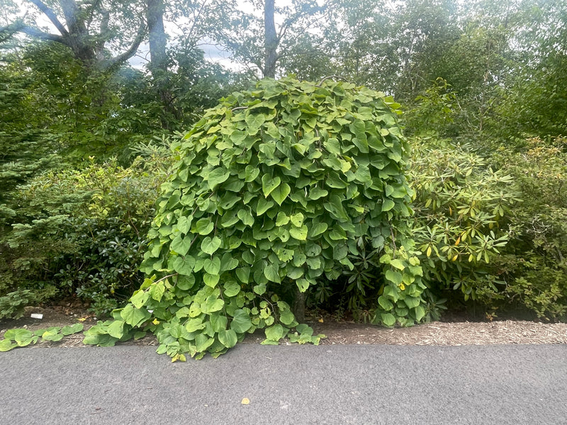 Cercis canadensis ‘Lavender Twist®’ Eastern Redbud Tree
