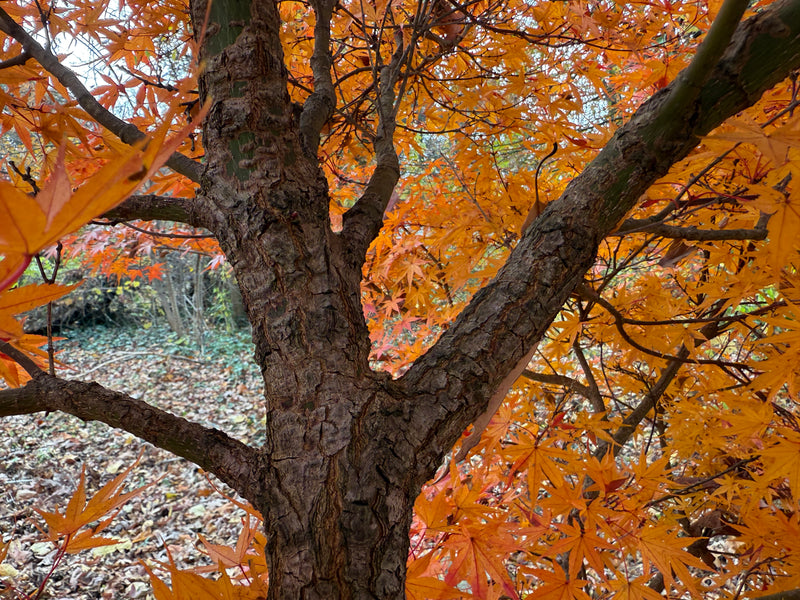 Acer palmatum 'Alan's Gold' Pinebark Japanese Maple