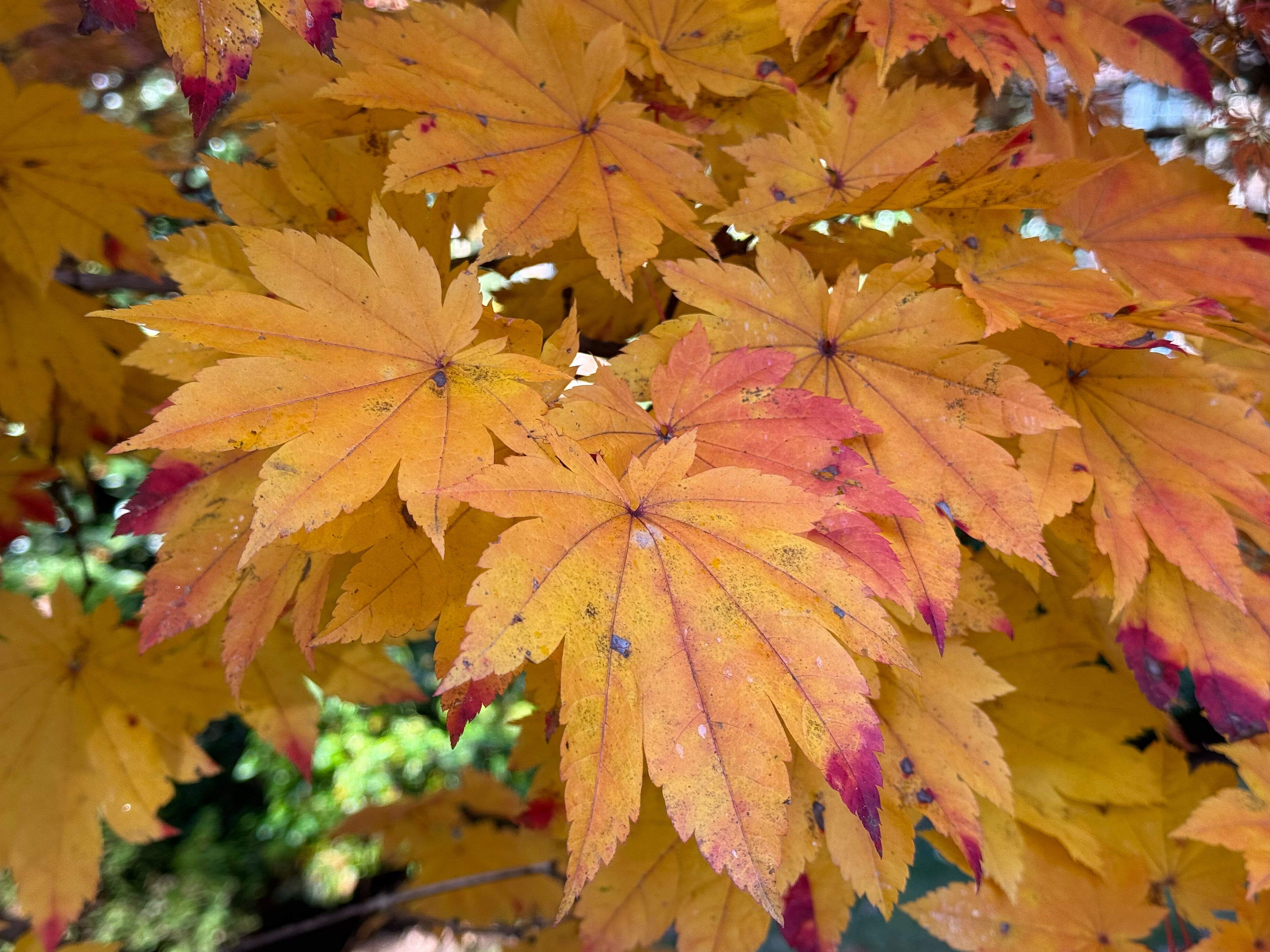 Buy Acer japonicum 'Taki no gawa' Full Moon Japanese Maple — Mr