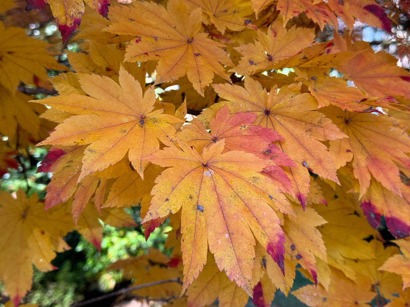 Acer japonicum 'Taki no gawa' Full Moon Japanese Maple