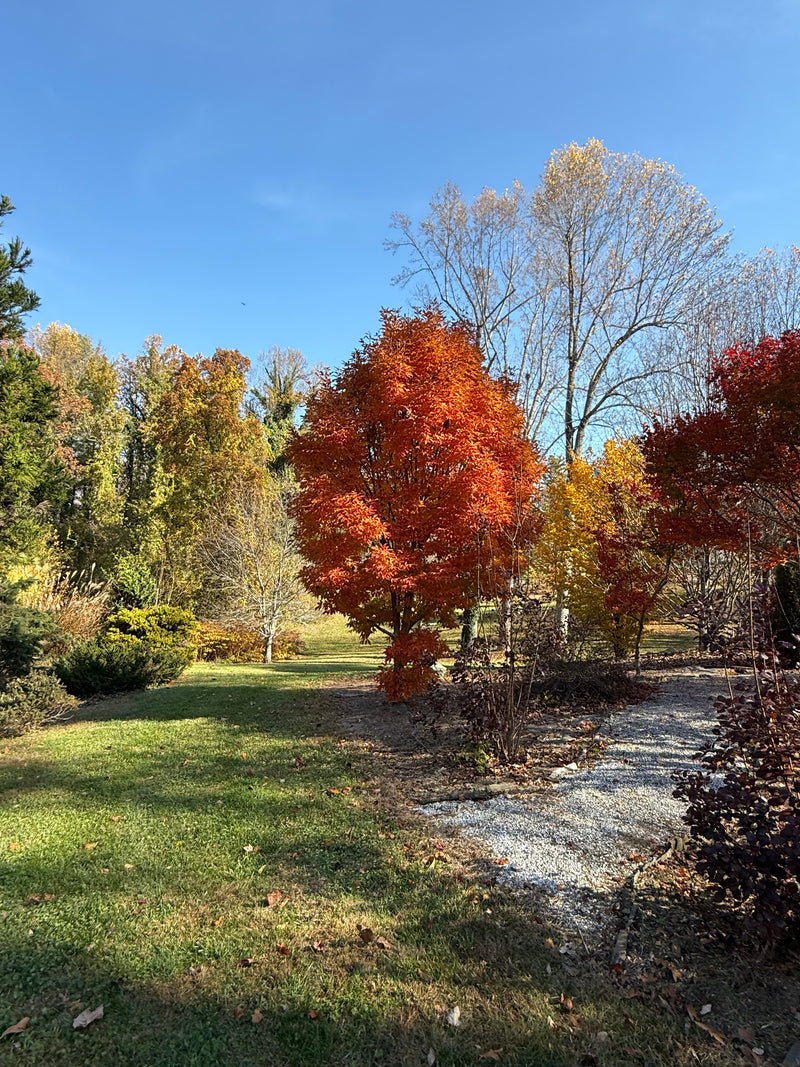 Acer triflorum 'Aureum'