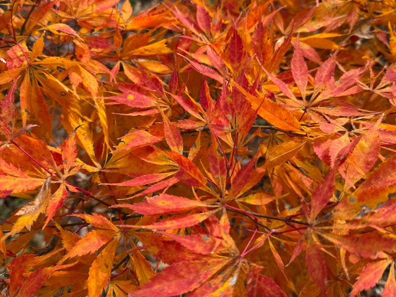 Acer palmatum 'Elwha' Japanese Maple