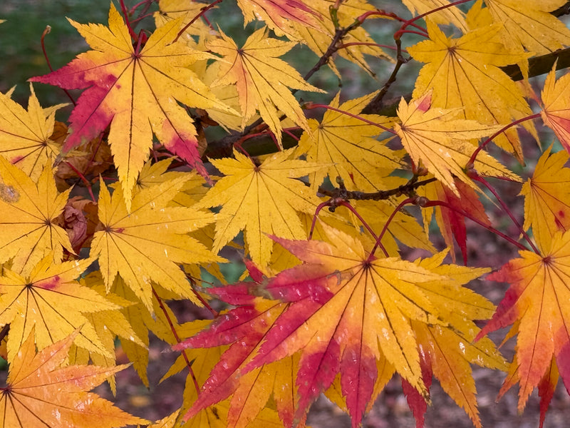Acer shirasawanum 'Jordan' Golden Full Moon Japanese Maple