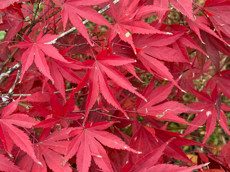 Acer palmatum 'Nicholsonii' Japanese Maple