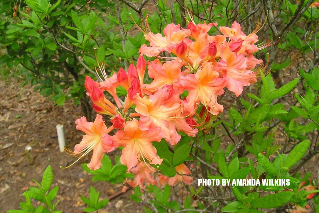 Azalea 'Pat Ryan’ Orange Flowers Deciduous Azalea