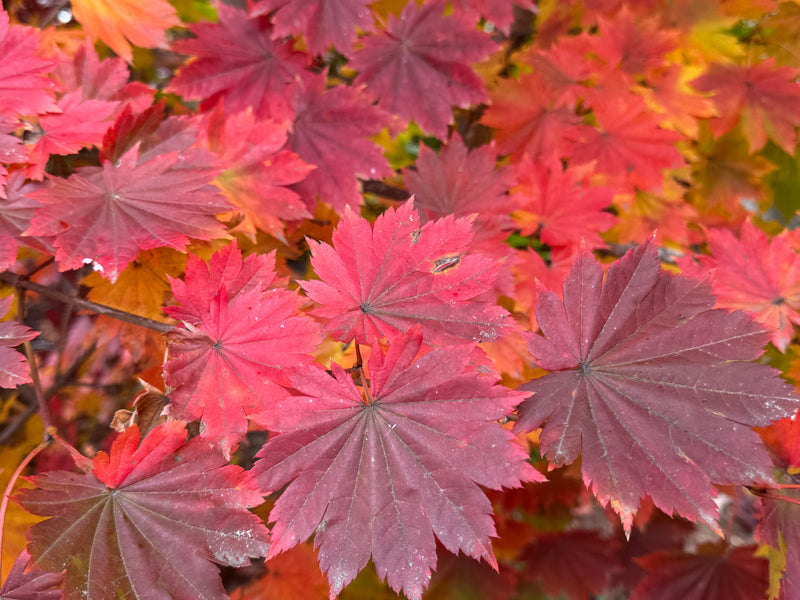 Acer pseudosieboldianum ssp takesimense Ulleung-do Island Maple