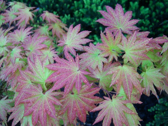 FOR PICKUP ONLY | Acer shirasawanum 'Autumn Moon' Full Moon Japanese Maple | DOES NOT SHIP