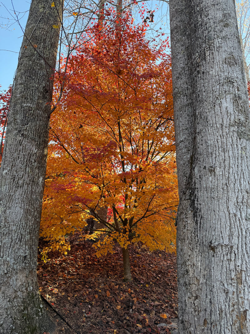 Acer palmatum 'Fall Red Tips' Japanese Maple